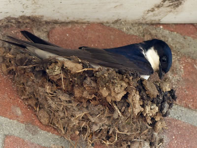 huiszwaluw nest