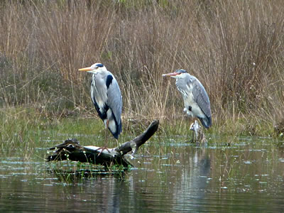 reigers
